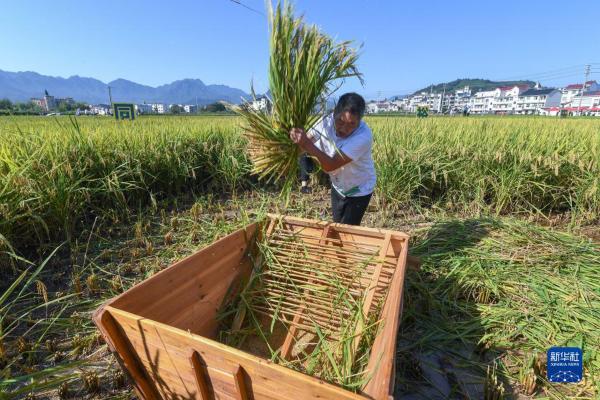 “庆丰收 共富饶”瑰丽村子举行稻田趣味举动会